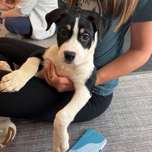 Fire Poker, Mixed Breed (Medium), puppy, available for adoption