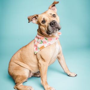 A dog wearing a bandana