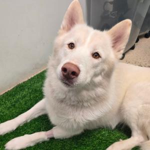 Achilles, Husky, adult, available for adoption