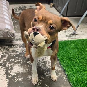 Drummer, Terrier, Pit Bull, adult, available for adoption