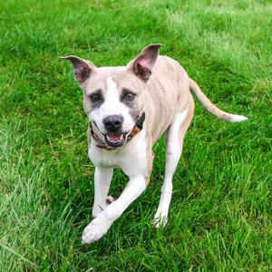 Callum, Terrier, Pit Bull, adult, available for adoption