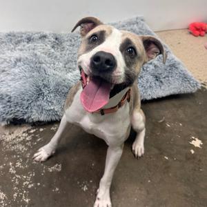Callum, Terrier, Pit Bull, adult, available for adoption