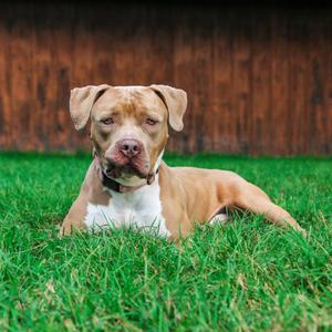 Cash, Terrier, Pit Bull, adult, available for adoption