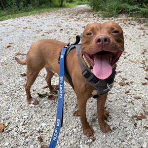 Bob, Terrier, Pit Bull, adult, available for adoption