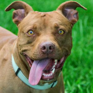 Bob, Terrier, Pit Bull, adult, available for adoption