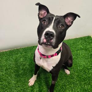 Leah, Terrier, Pit Bull, adult, available for adoption