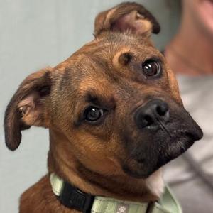 Funky Monkey, Boxer, adult, available for adoption