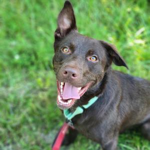 Archer, Mixed Breed (Large), adult, available for adoption
