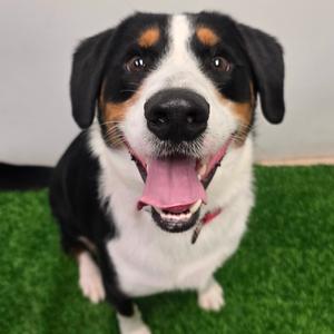 Beau, Mixed Breed (Medium), adult, available for adoption