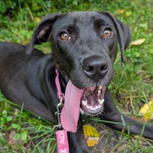 Conga, Mixed Breed (Medium), adult, available for adoption