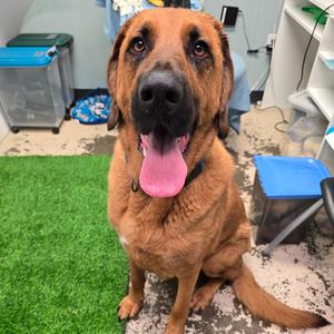 Elmer, Mixed Breed (Large), adult, available for adoption
