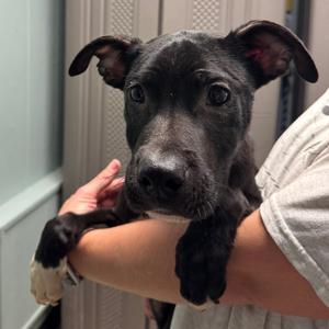 Jason, Terrier, Pit Bull, adult, available for adoption