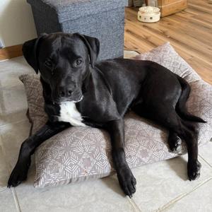 Apple Blossom, Terrier, Pit Bull, adult, available for adoption