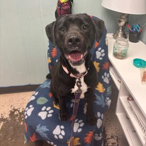Apple Blossom, Terrier, Pit Bull, adult, available for adoption