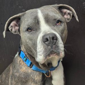 A close-up of a gray and white dog with a blue collar, looking directly at the camera.