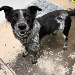 Cammy, Collie, Border, adult, available for adoption