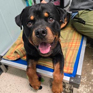 Chop, Rottweiler, adult, available for adoption