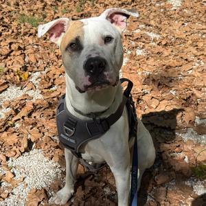 Blooper, Terrier, Pit Bull, adult, available for adoption