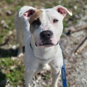 A white pit bull mix dog with brown and black markings on its face stands outdoors on a leash.