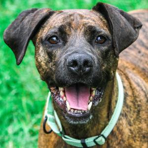 Flower, Terrier, American Pit Bull, adult, available for adoption