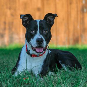 Jake, Terrier, Pit Bull, adult, available for adoption