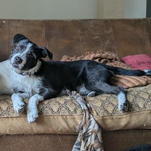 A black and white dog lying on a brown couch with a patterned blanket.