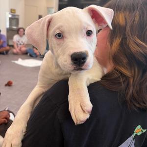 Hay Bale, Mixed Breed (Medium), puppy, available for adoption