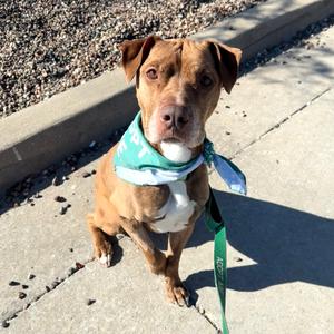 Benelli, Terrier, Pit Bull, senior, available for adoption