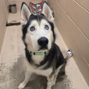 A husky dog with blue eyes and a green collar sitting in a kennel.