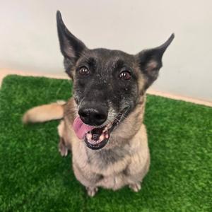 Edna, Malinois, Belgian, senior, available for adoption