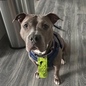 A grey pit bull type dog wearing a blue harness and a green printed necktie, looking directly at the camera.