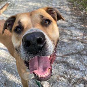 A close-up, low-angle shot of a tan-colored dog with its mouth open and tongue hanging out, panting happily. The dog has dark brown eyes and a black nose. The background is blurry and appears to be a gravel path in an outdoor setting.