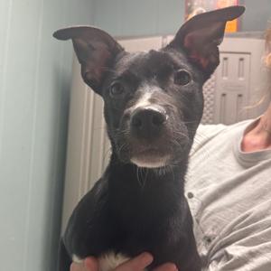A black dog with large ears being held by a person.