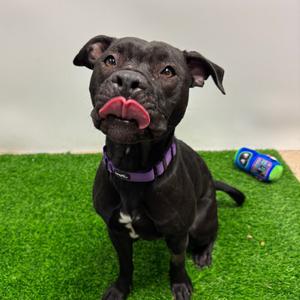Jinni, Terrier, Pit Bull, adult, available for adoption
