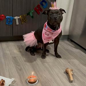 Jinni, Terrier, Pit Bull, adult, available for adoption