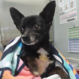 Chico, Chihuahua, senior, available for adoption