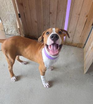 A brown and white dog with a purple collar, standing on a concrete floor, looking up with its mouth open and tongue out.