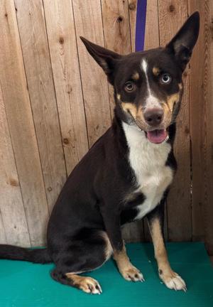 Ruca, Shepherd, young, available for adoption