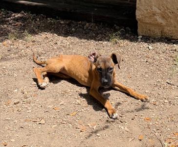 Ace, Hound / Mixed Breed, young, available for adoption