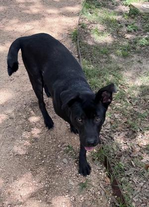 Batman, Labrador Retriever, young, available for adoption