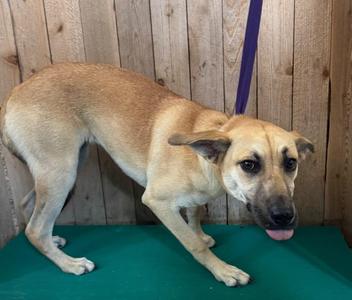 Cheerio, Shepherd, young, available for adoption