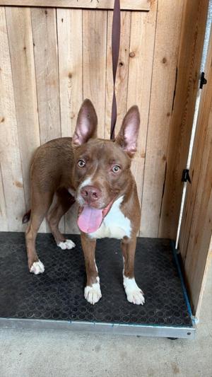 Winston, Staffordshire Bull Terrier, young, available for adoption