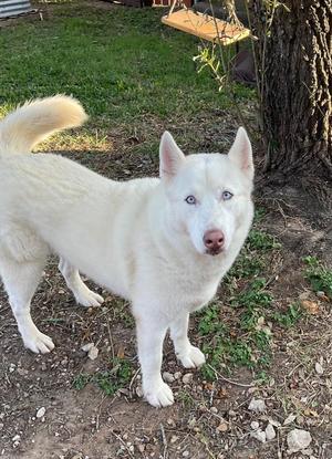 Lola, Husky, adult, available for adoption