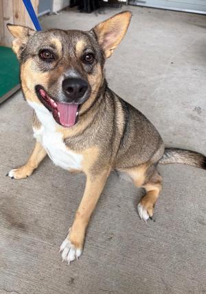 A happy dog with a brown and white coat, sitting on a concrete surface with its tongue out, looking directly at the camera.