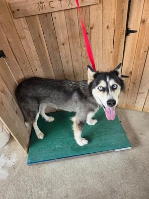 Autumn, Husky, young, available for adoption