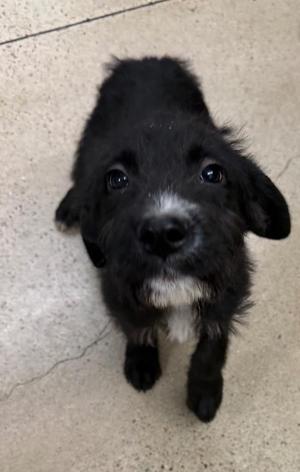 Charlie, Shepherd / Terrier, puppy, available for adoption