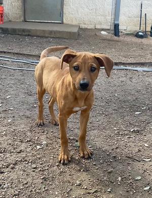 A young, skinny, light brown dog with floppy ears stands on a gravelly surface, looking directly at the camera.