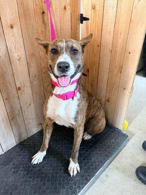 Sade, Basenji / Mixed Breed, adult, available for adoption
