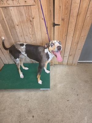 A dog with a black, white, and brown coat standing on a green mat, with its tongue out and looking up.