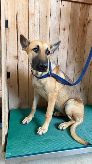 Lexi, Shepherd, young, available for adoption